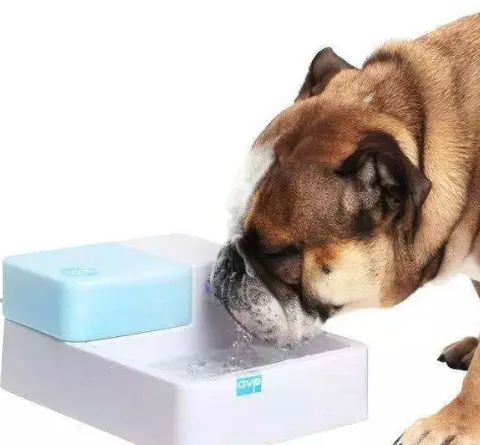 狗狗能喝饮用水吗？什么样的情况下给狗狗喝的水是错的