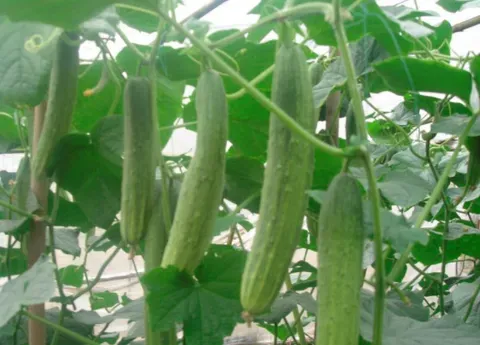 种植黄瓜如何使用磷酸二氢钾？黄瓜黑星病怎么防治？
