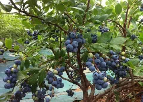 如何能让盆栽蓝莓果实大而甜？蓝莓土壤如何改良？