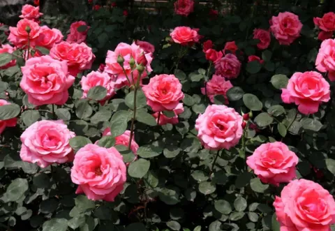 种植玫瑰花的前景如何？如何区分玫瑰花和蔷薇花？