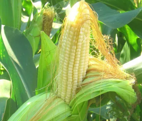 玉米成熟玉米叶有用吗？玉米秸杆还田对水稻有什么危害？