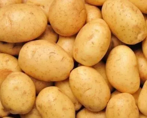 哪里产地的土豆品质最佳？推荐几款口感爽脆马铃薯？