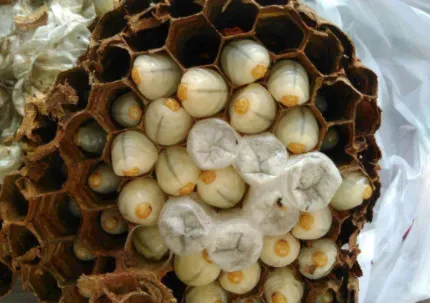 蜂蛹冷冻可以保存多久？可以加工成哪些普通食品？